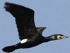 Great Cormorant