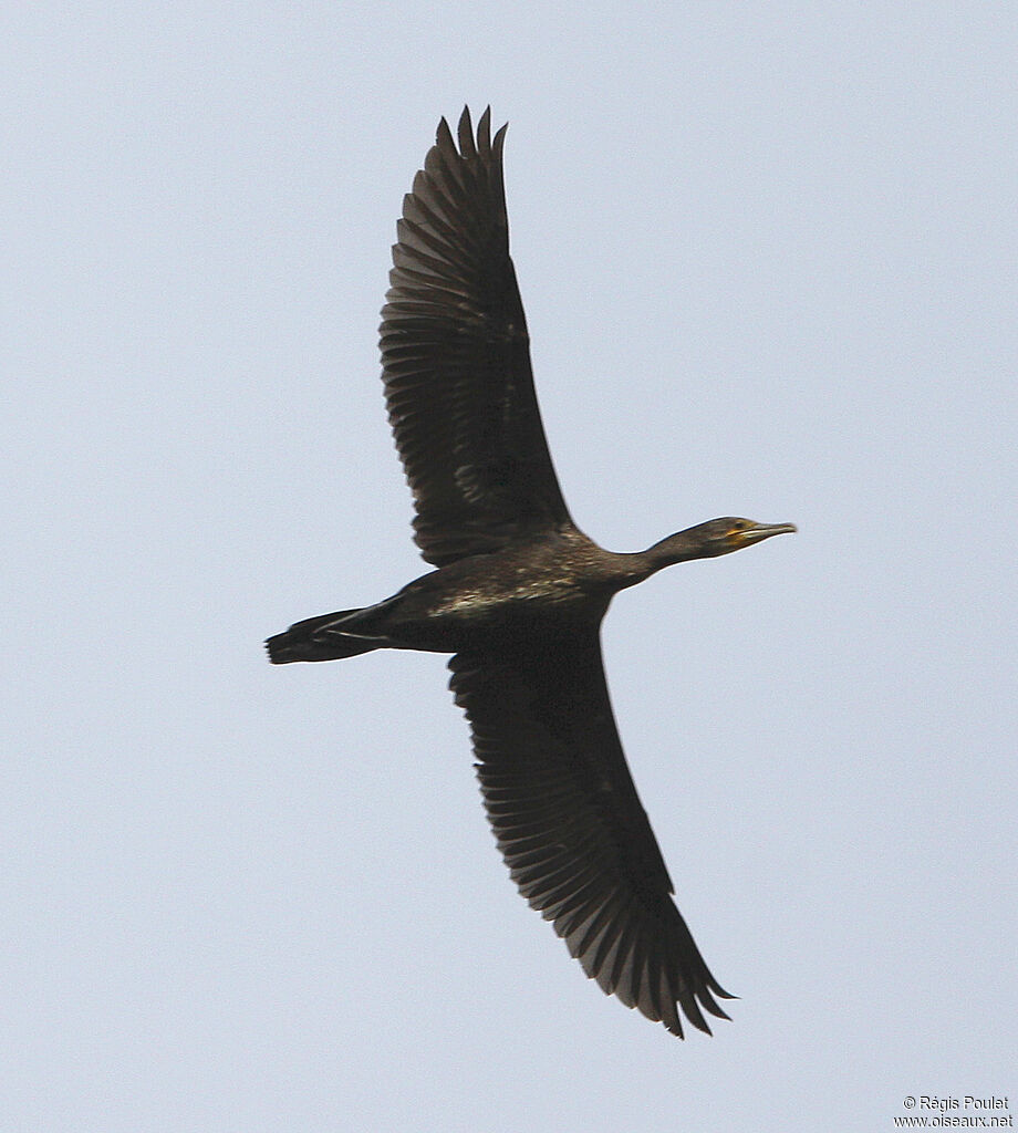 Grand Cormoranadulte, Vol