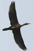 Great Cormorant