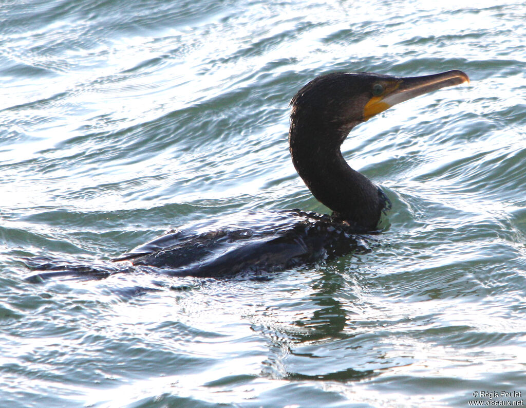 Great Cormorant