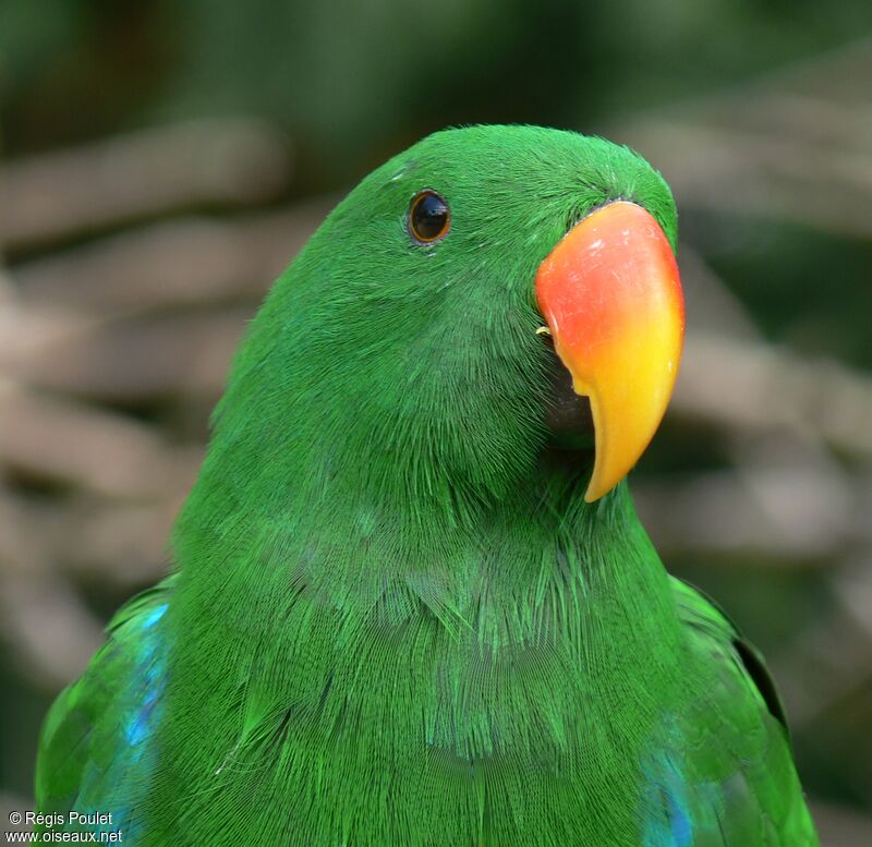 Eclectus Parrot male adult