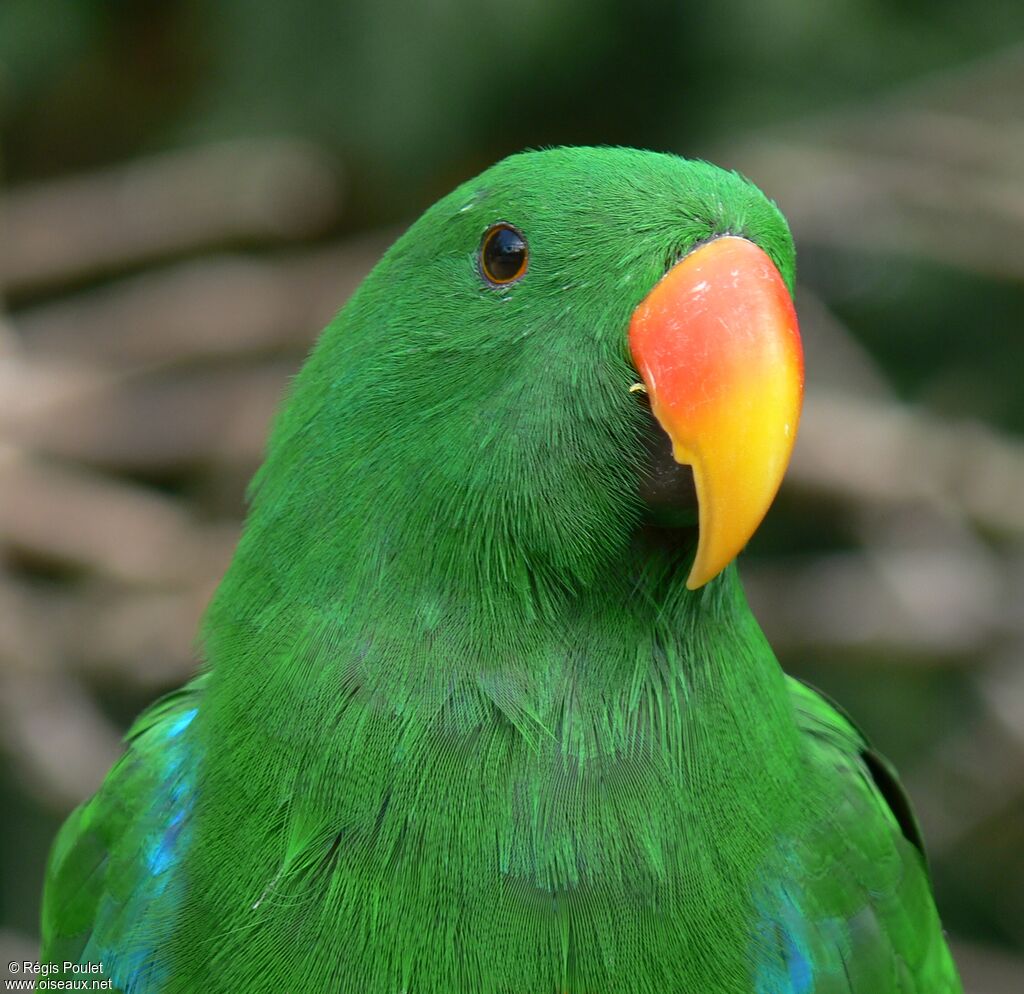 Moluccan Eclectus male adult