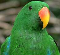 Eclectus Parrot