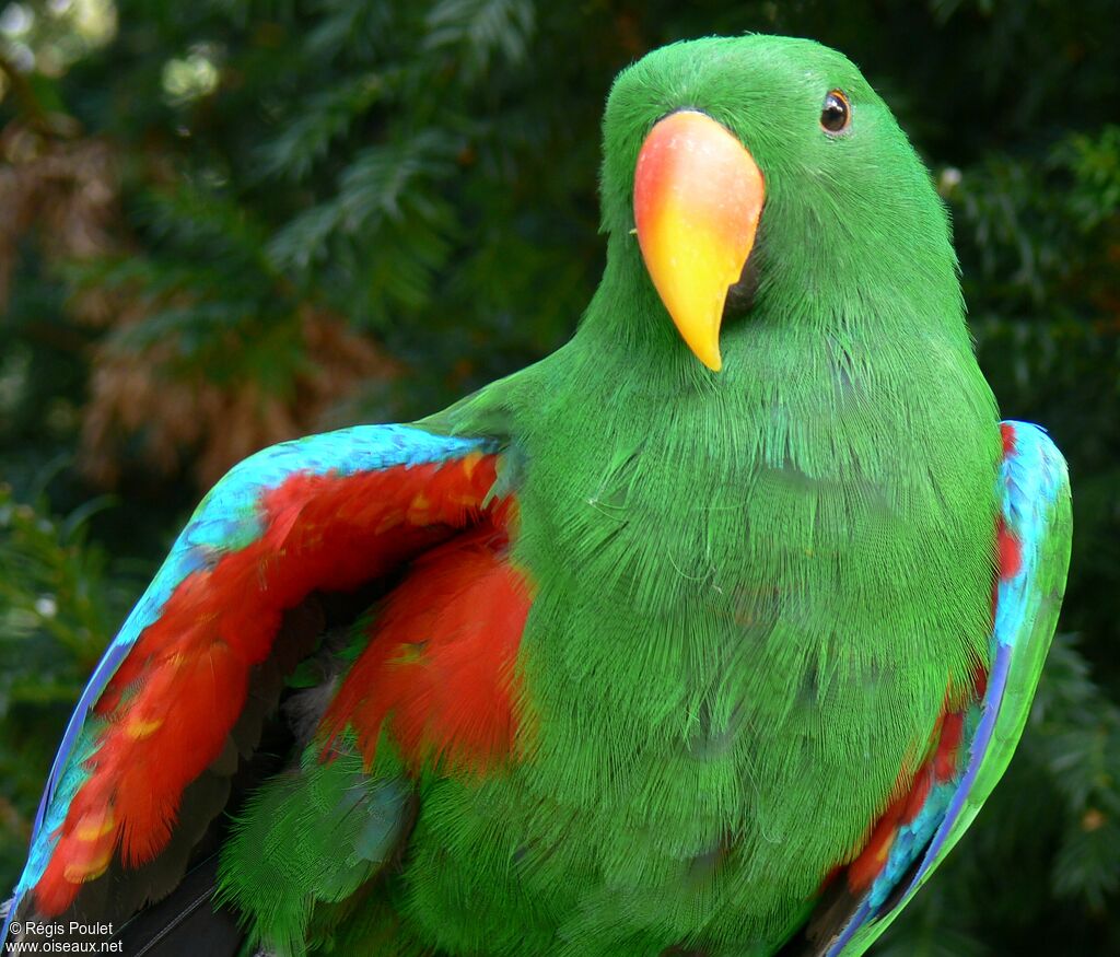 Moluccan Eclectus male adult