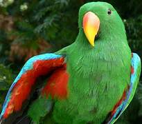 Moluccan Eclectus