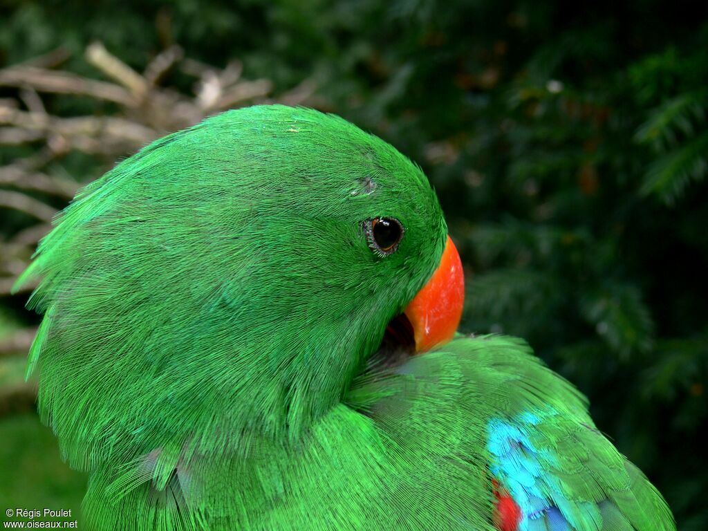 Eclectus Parrot male adult, identification