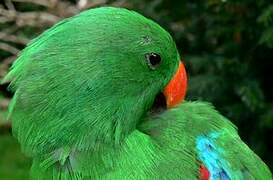 Moluccan Eclectus