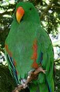 Moluccan Eclectus