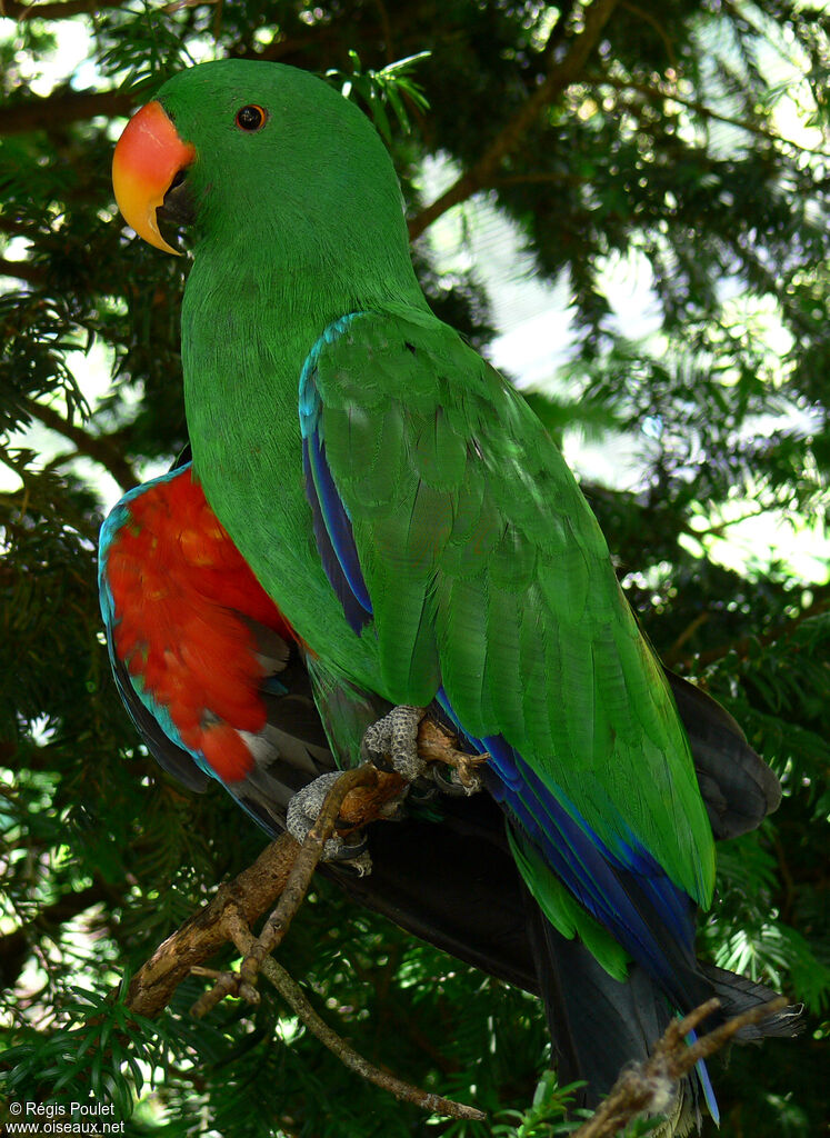 Grand Éclectus mâle adulte, identification