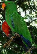 Moluccan Eclectus