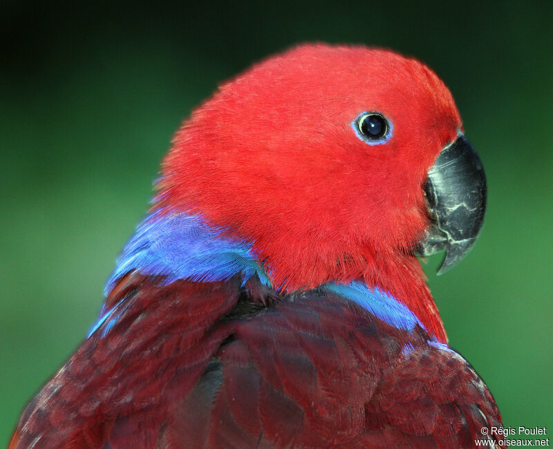 Eclectus Parrot female adult, identification