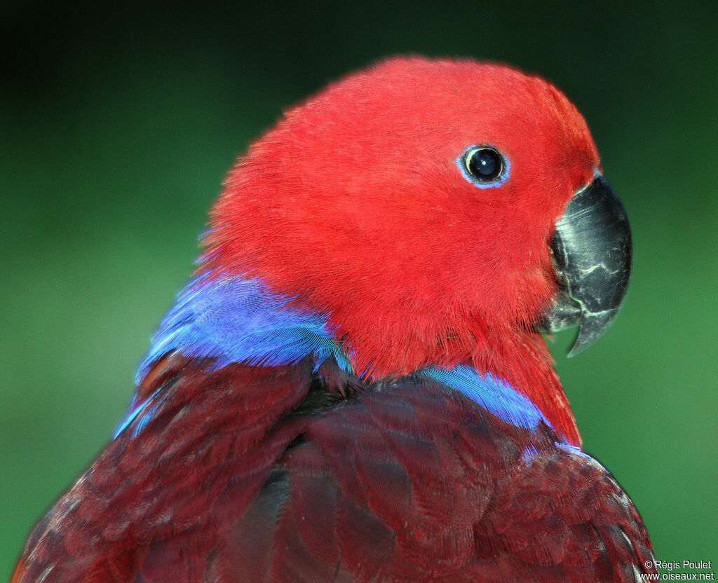 Moluccan Eclectus female adult, identification