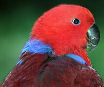 Moluccan Eclectus