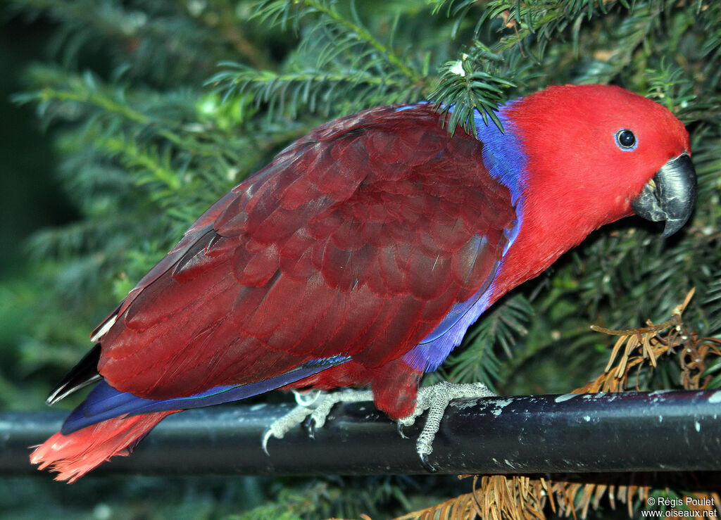 Grand Éclectus femelle adulte, identification