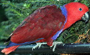 Moluccan Eclectus