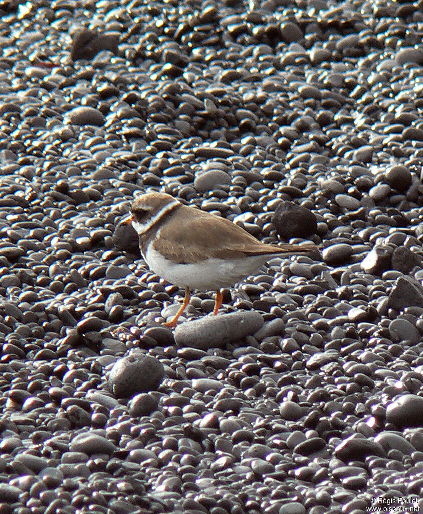 Common Ringed Plover female adult breeding