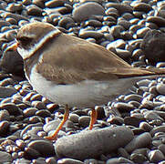 Common Ringed Plover