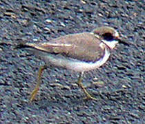 Common Ringed Plover