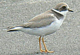 Common Ringed Plover