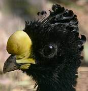 Great Curassow