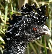 Great Curassow