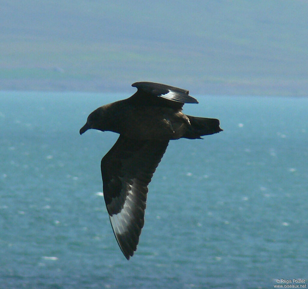 Great Skua, Flight