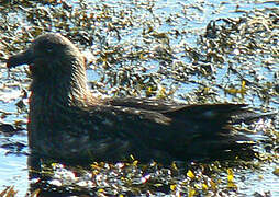 Great Skua