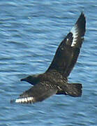 Great Skua