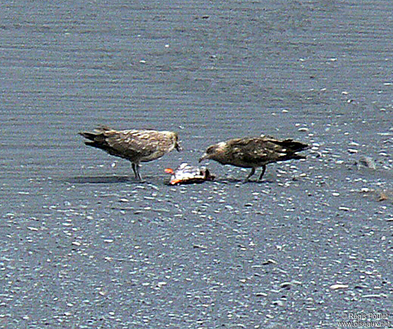 Great Skua, Behaviour