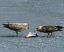 Great Skua