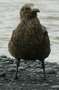 Great Skua