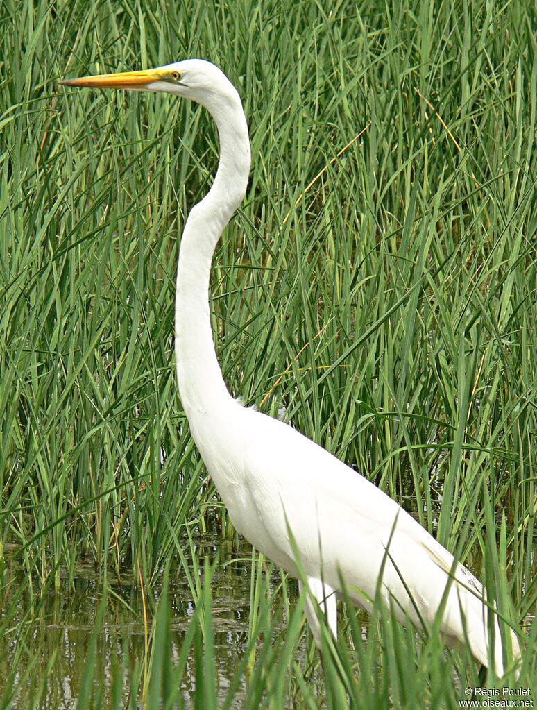 Great Egret