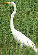 Grande Aigrette