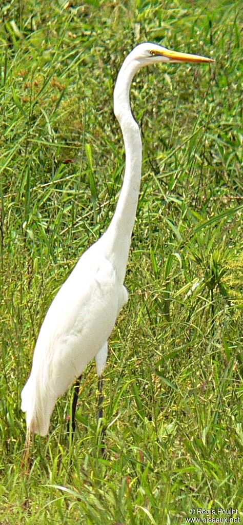 Grande Aigrette