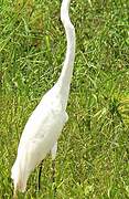 Grande Aigrette