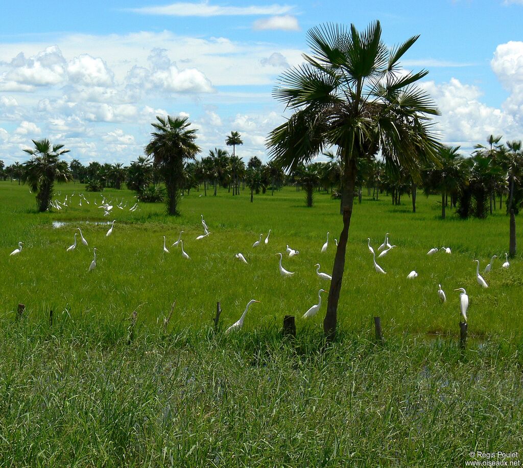 Grande Aigrette