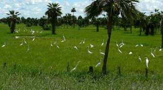 Grande Aigrette