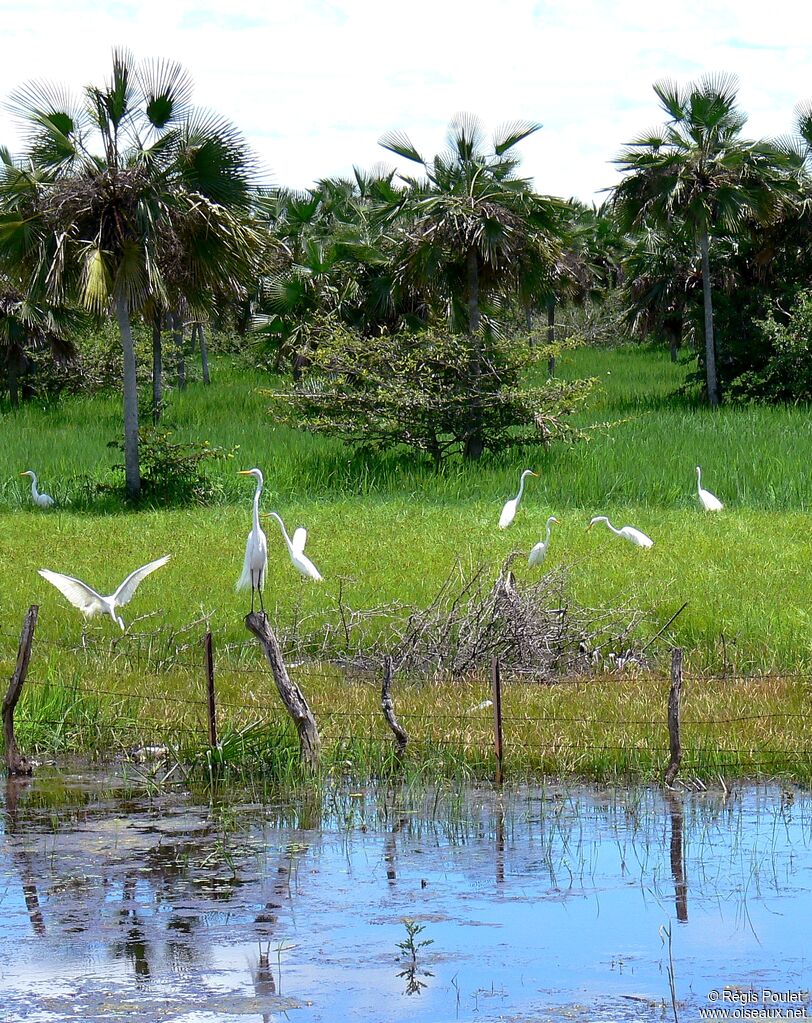 Great Egret