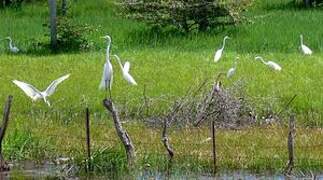Grande Aigrette