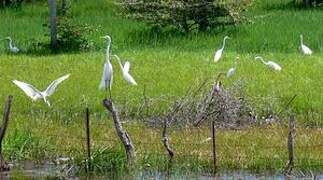 Grande Aigrette