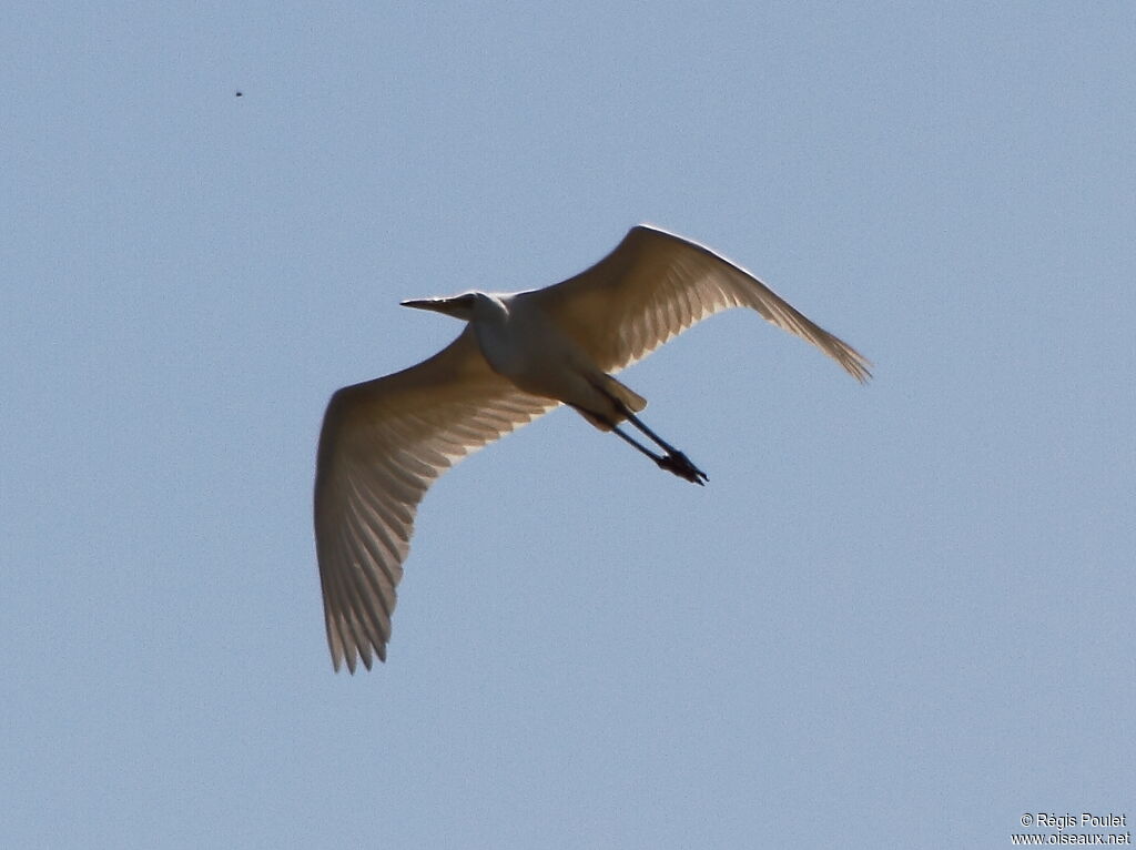 Great Egret, Flight