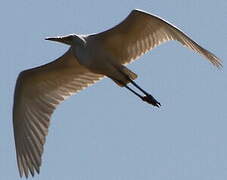 Grande Aigrette