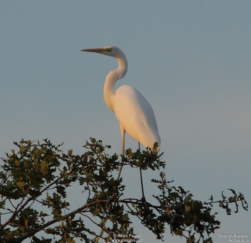 Grande Aigrette