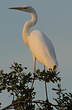 Grande Aigrette