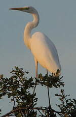 Grande Aigrette