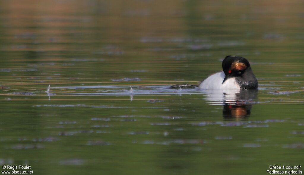 Black-necked Grebe male adult, Behaviour