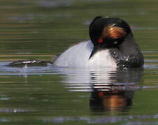 Black-necked Grebe