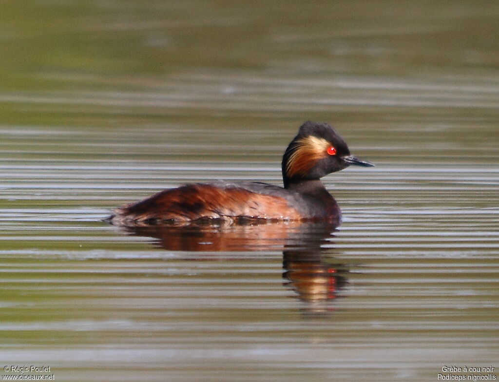 Black-necked Grebe male adult