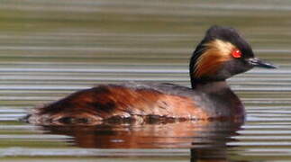 Black-necked Grebe