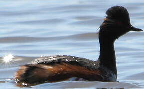 Black-necked Grebe